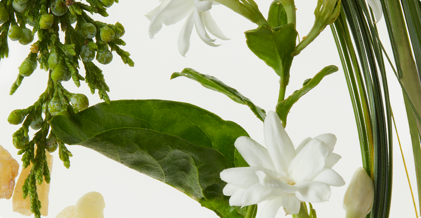 Banner Image Description